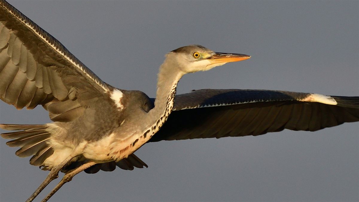 Grey Heron