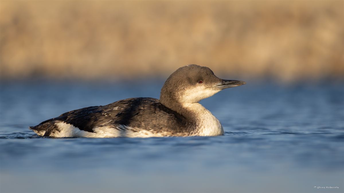 Black-throated Loon