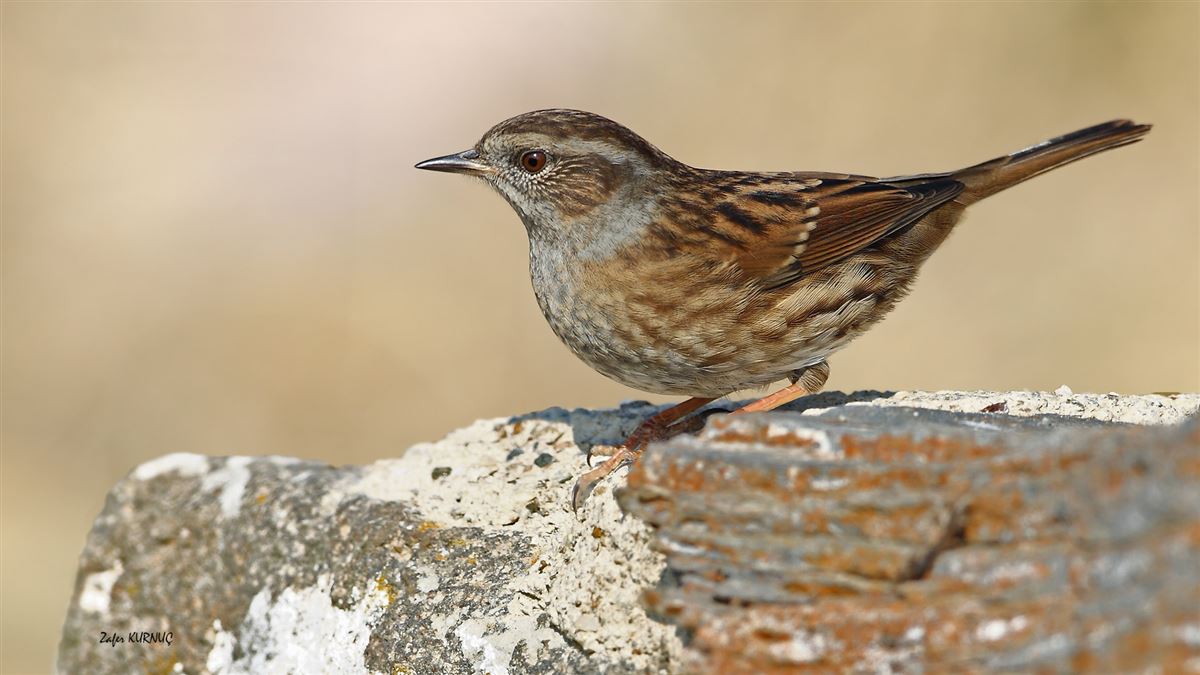 Dunnock