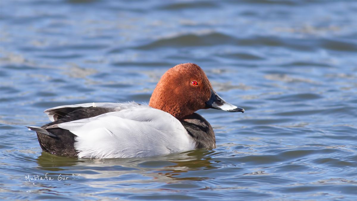 Common Pochard