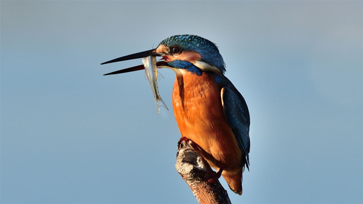 Common Kingfisher