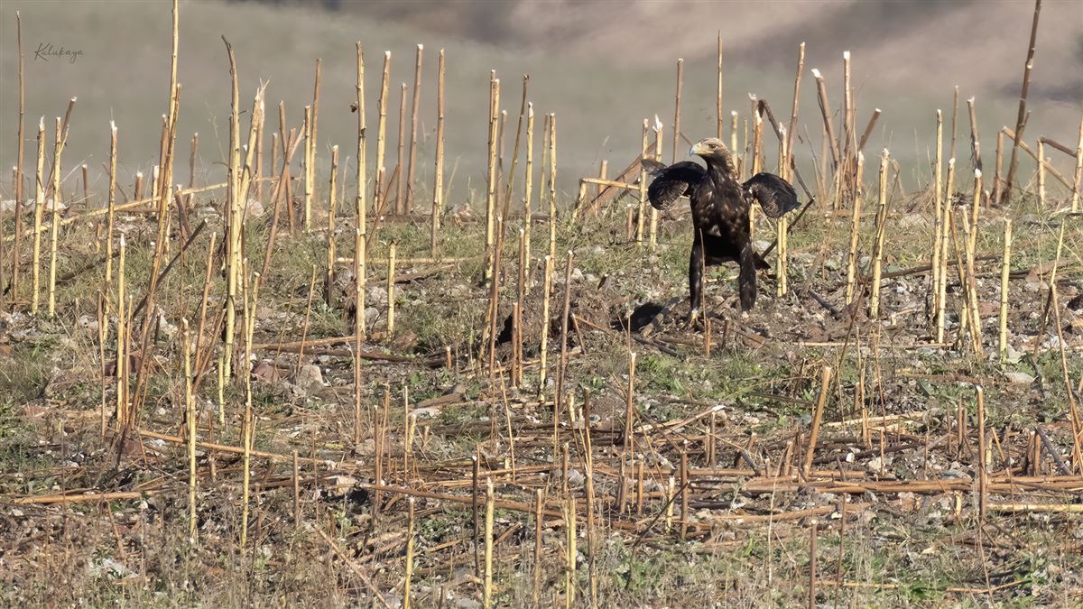 Eastern Imperial Eagle