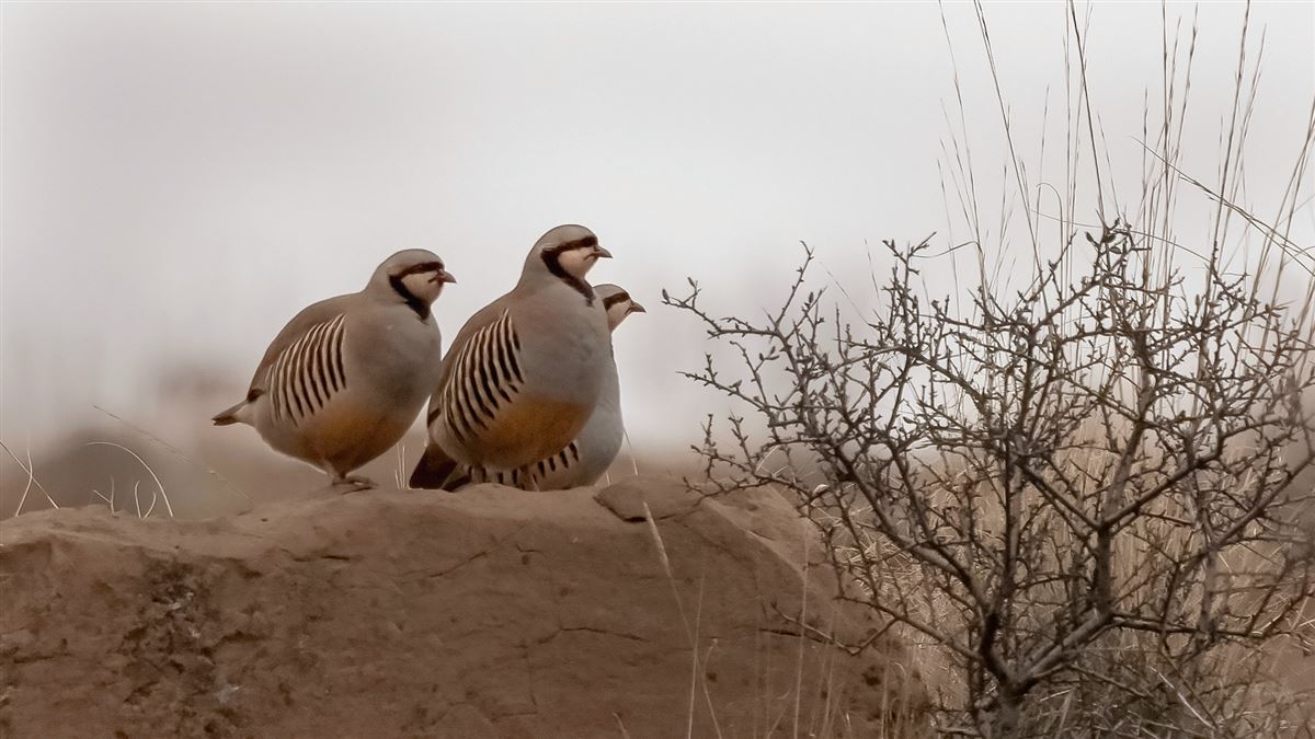 Chukar Partridge
