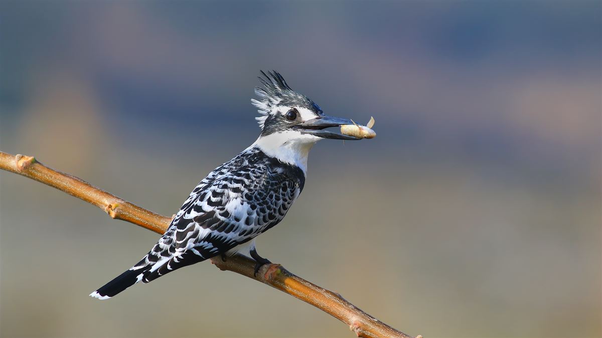 Pied Kingfisher