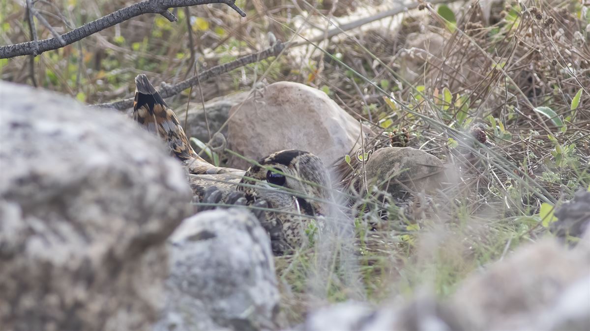 Eurasian Woodcock
