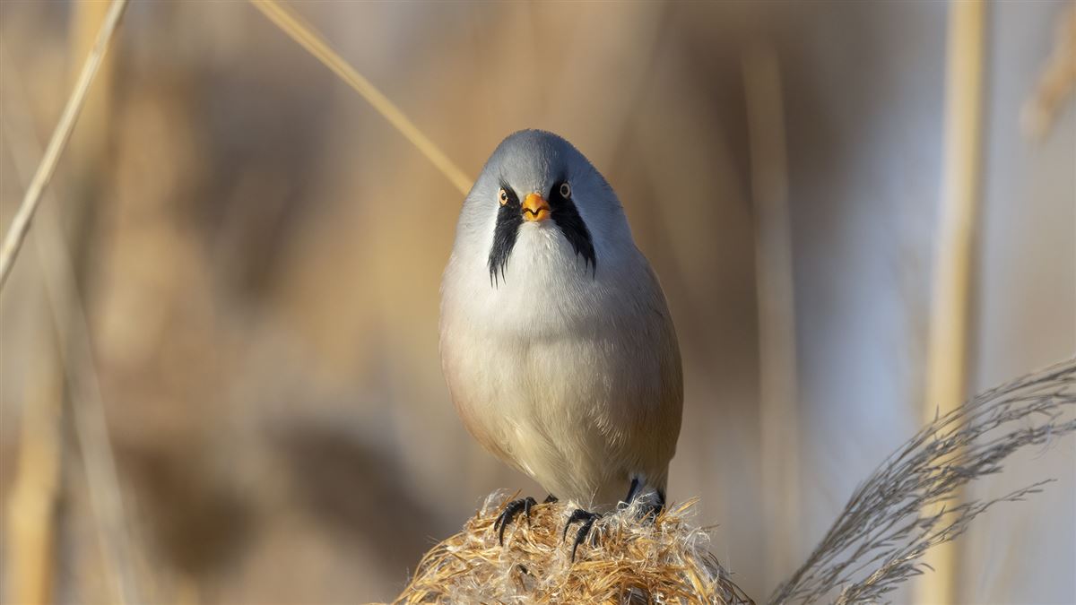 Bearded Reedling
