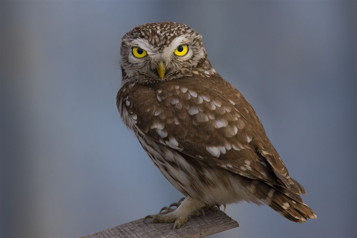 Little Owl