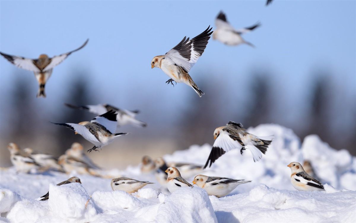 Snow Bunting