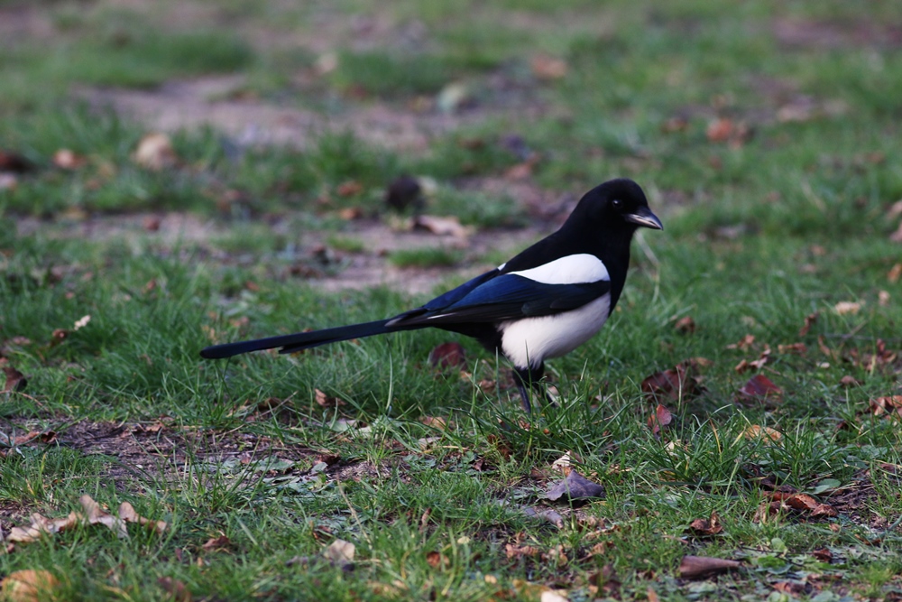 Eurasian Magpie