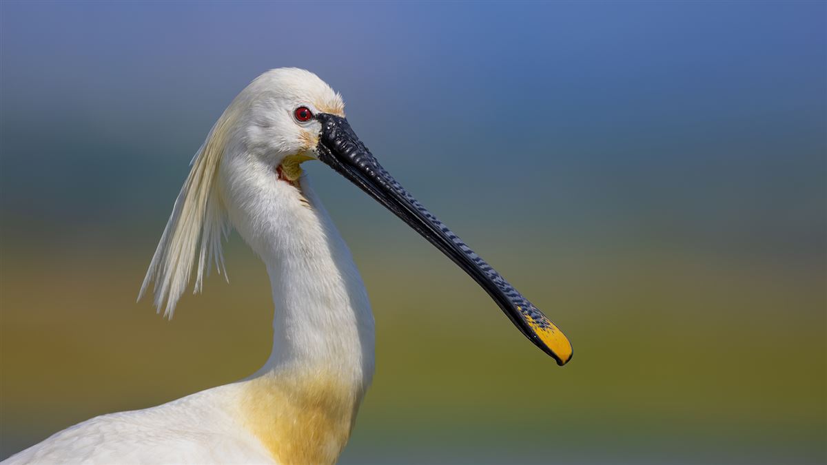 Eurasian Spoonbill
