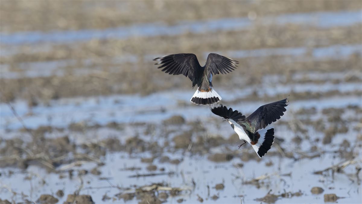 Northern Lapwing