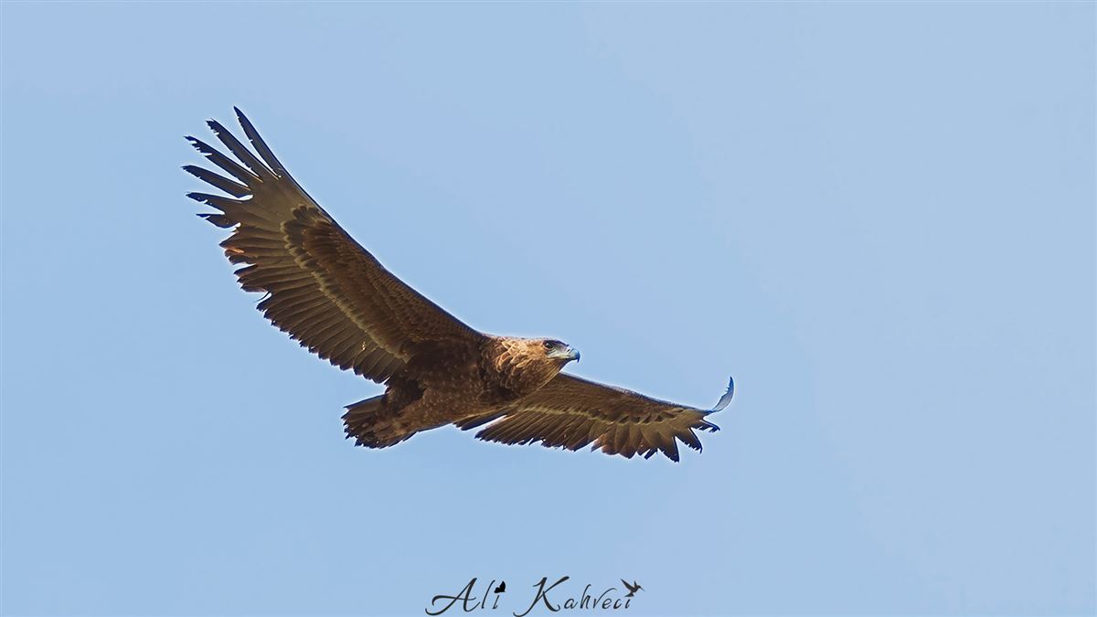 Bateleur