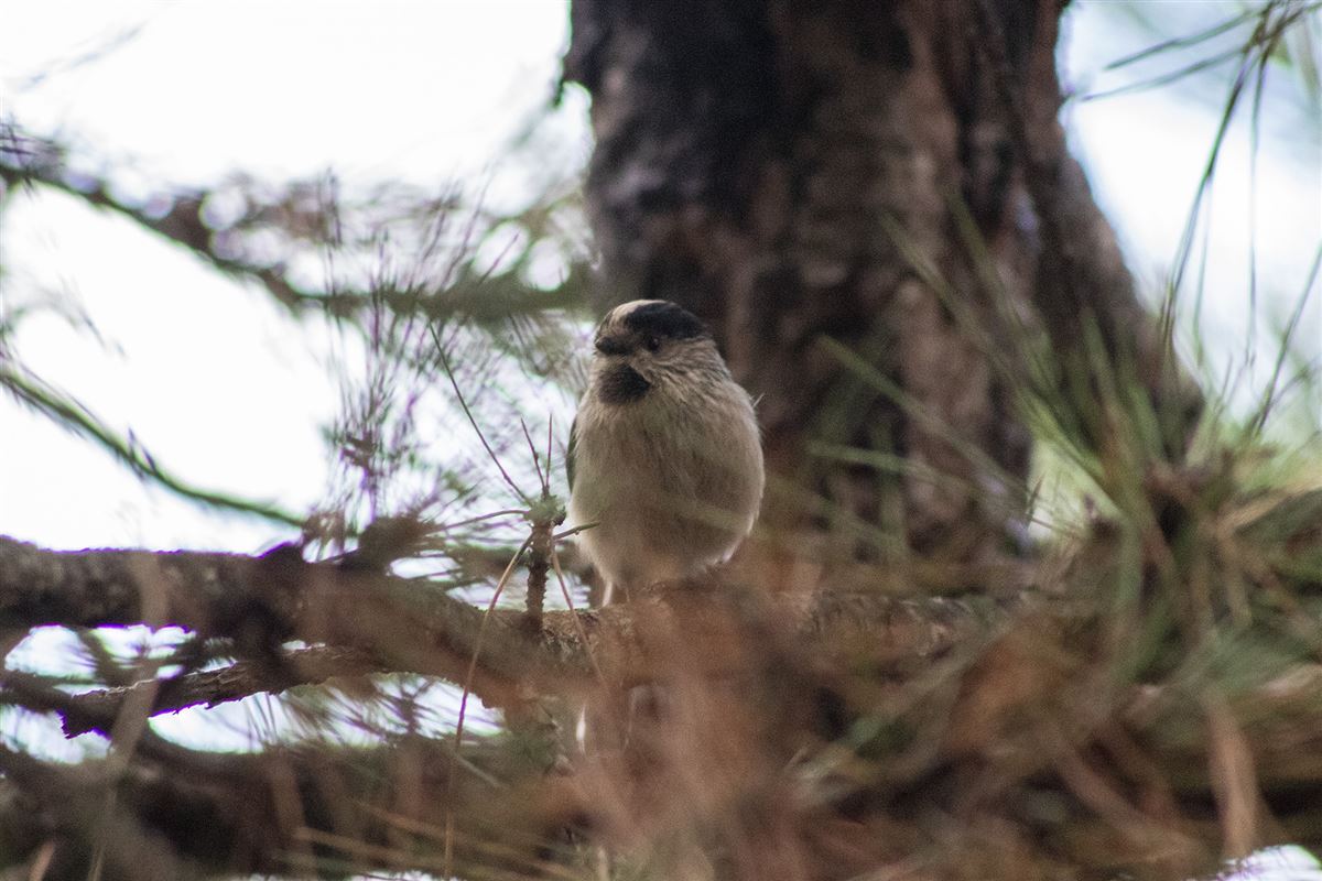 Long-tailed Tit