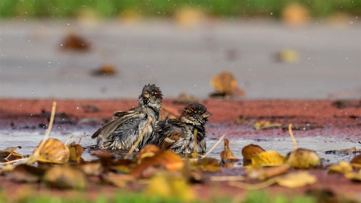 House Sparrow