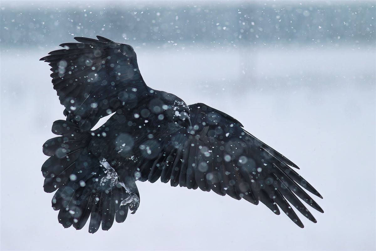 Northern Raven