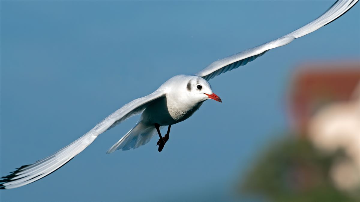 Black-headed Gull