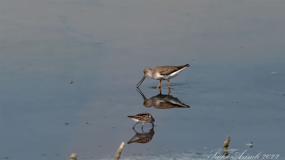 Terek Sandpiper