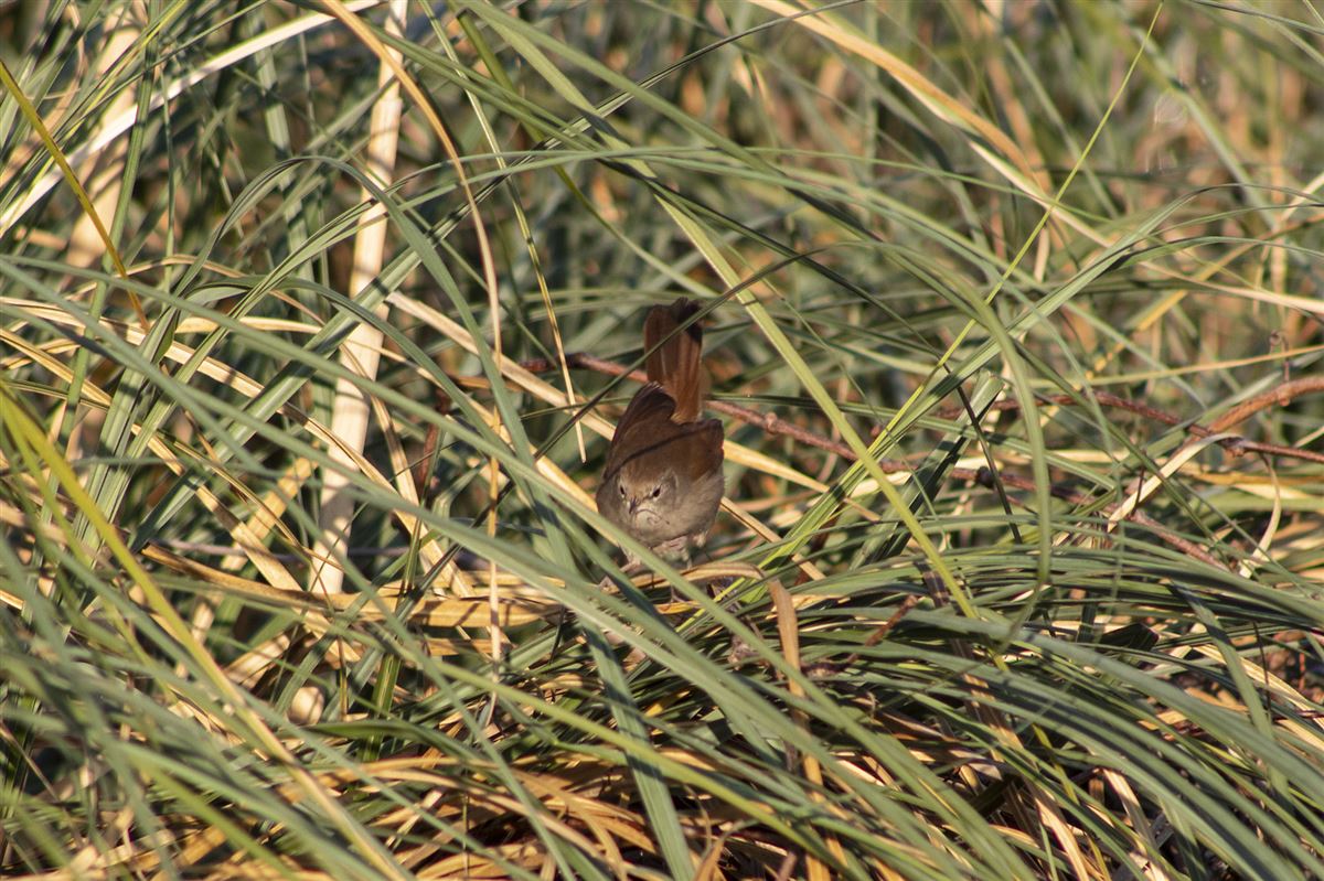 Cetti`s Warbler