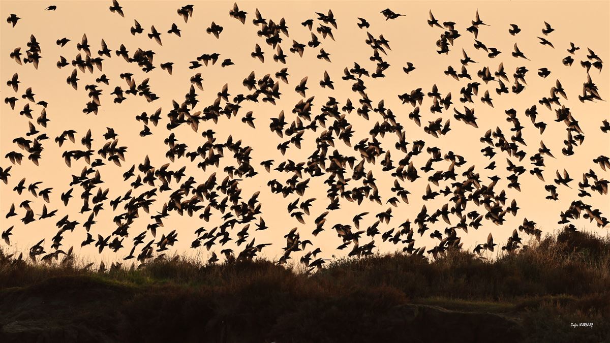 Common Starling