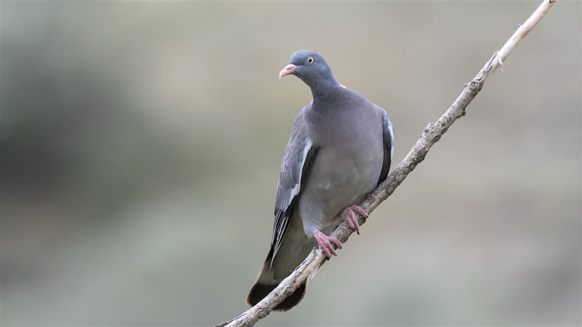 Common Wood Pigeon