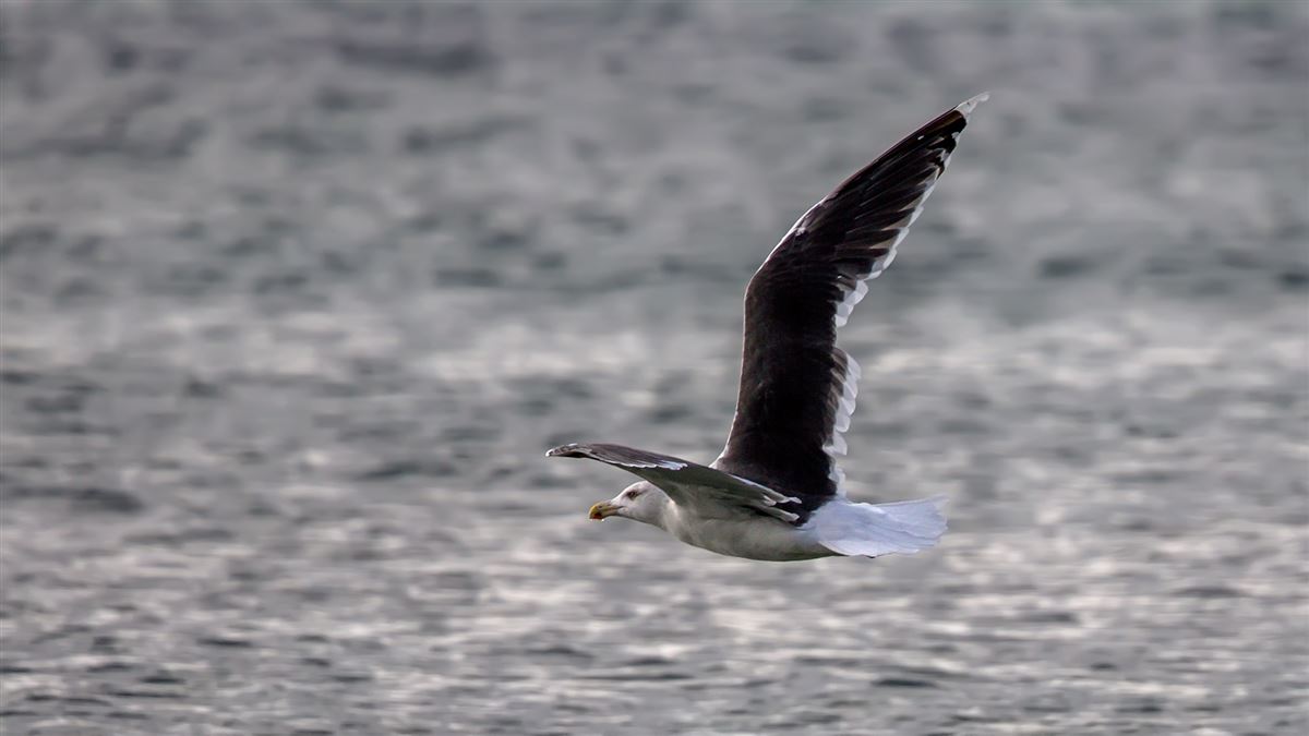 Great Black-backed Gull