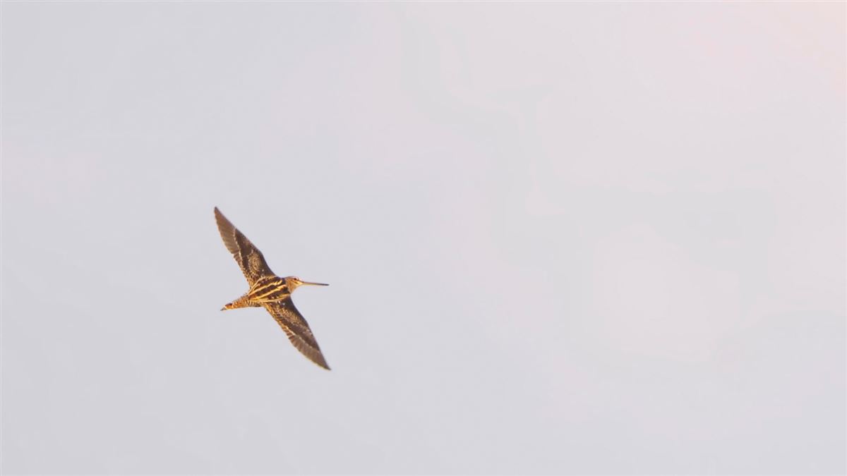 Pin-tailed Snipe