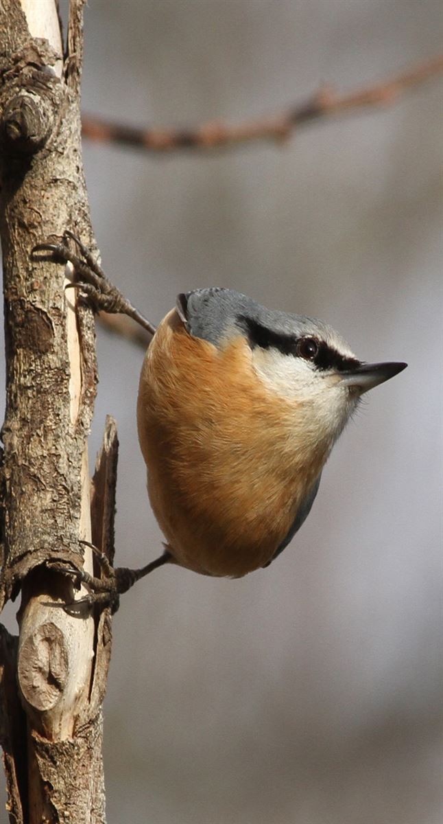 Eurasian Nuthatch