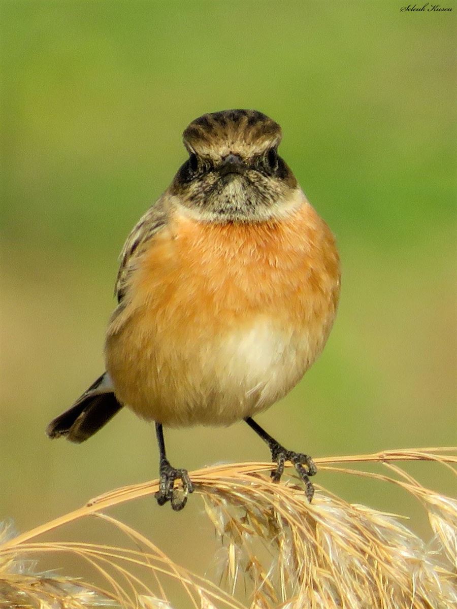 European Stonechat