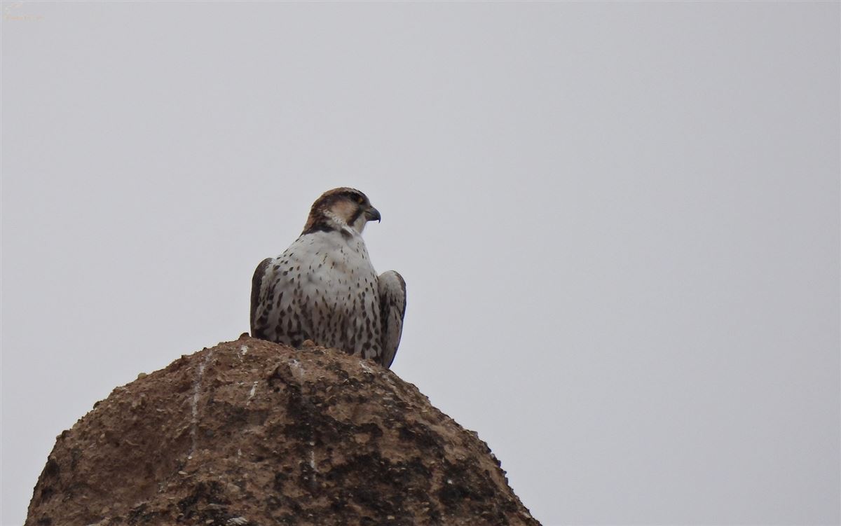 Lanner Falcon