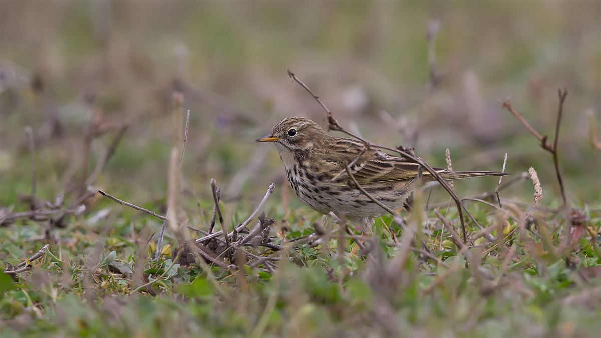 Meadow Pipit