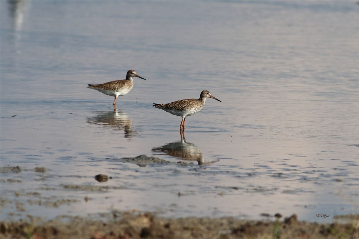 Common Redshank