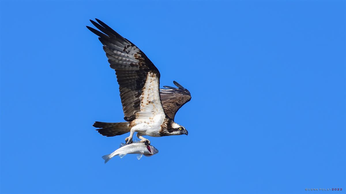 Osprey
