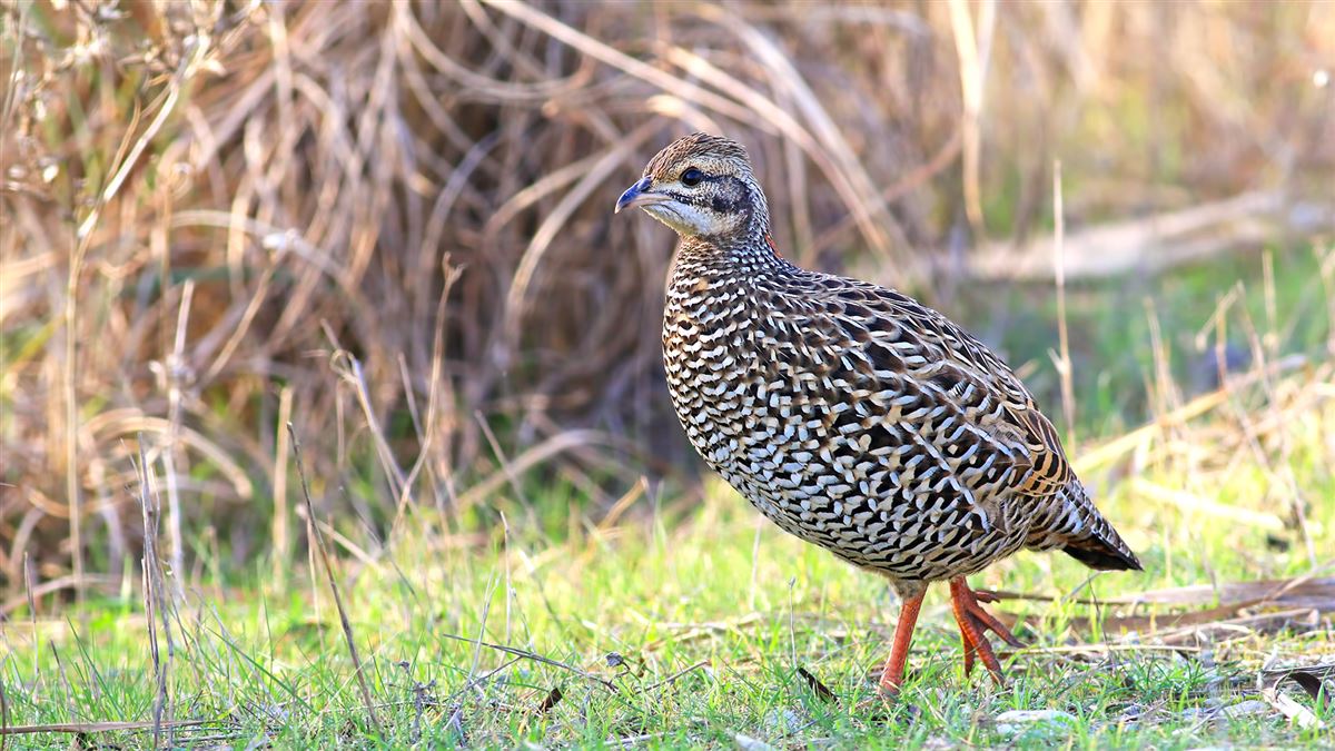 Black Francolin