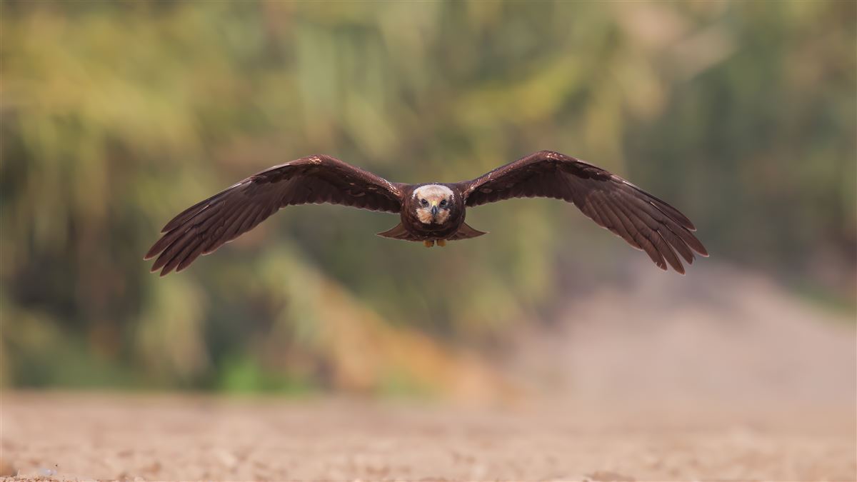 Western Marsh Harrier