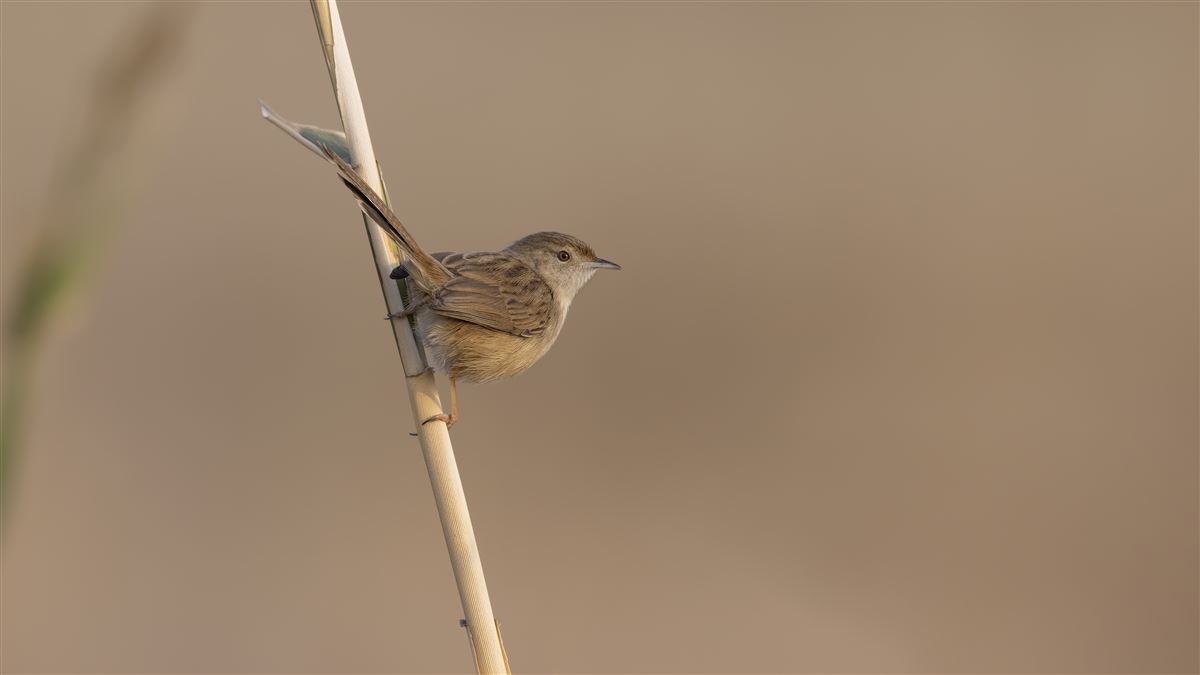 Delicate Prinia