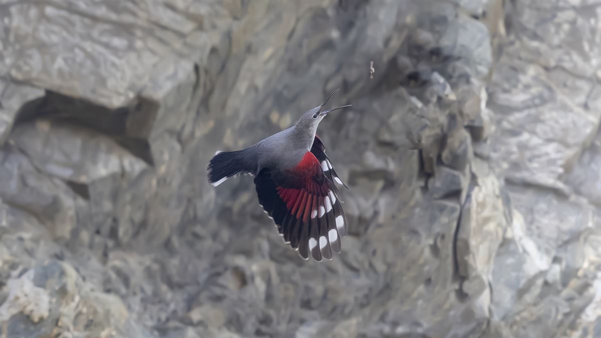 Wallcreeper