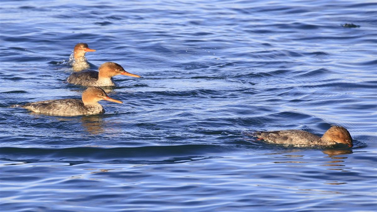 Red-breasted Merganser