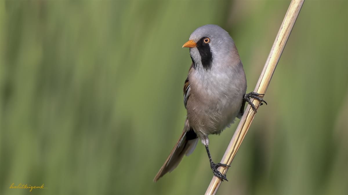 Bearded Reedling