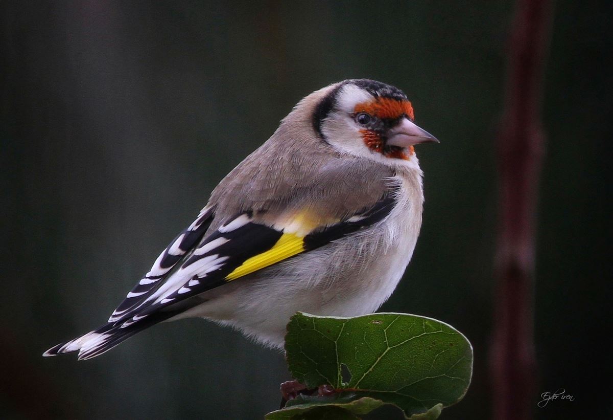 European Goldfinch