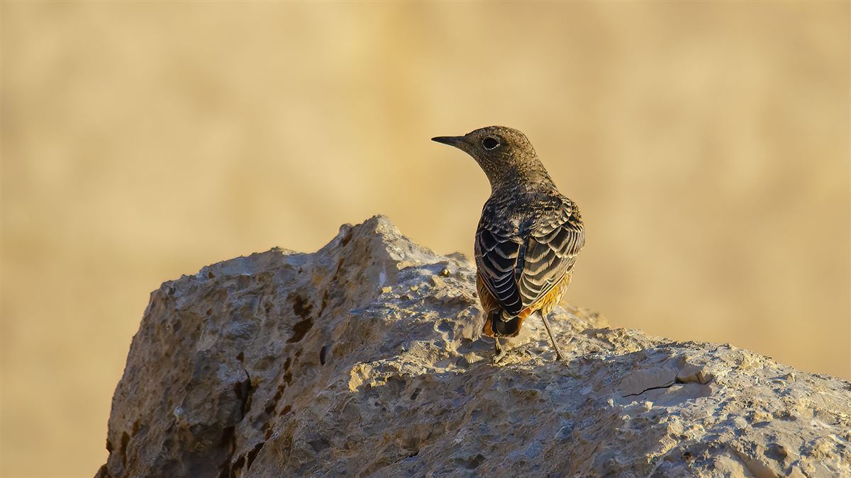Common Rock Thrush
