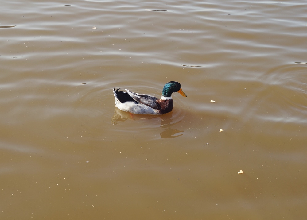 Mallard