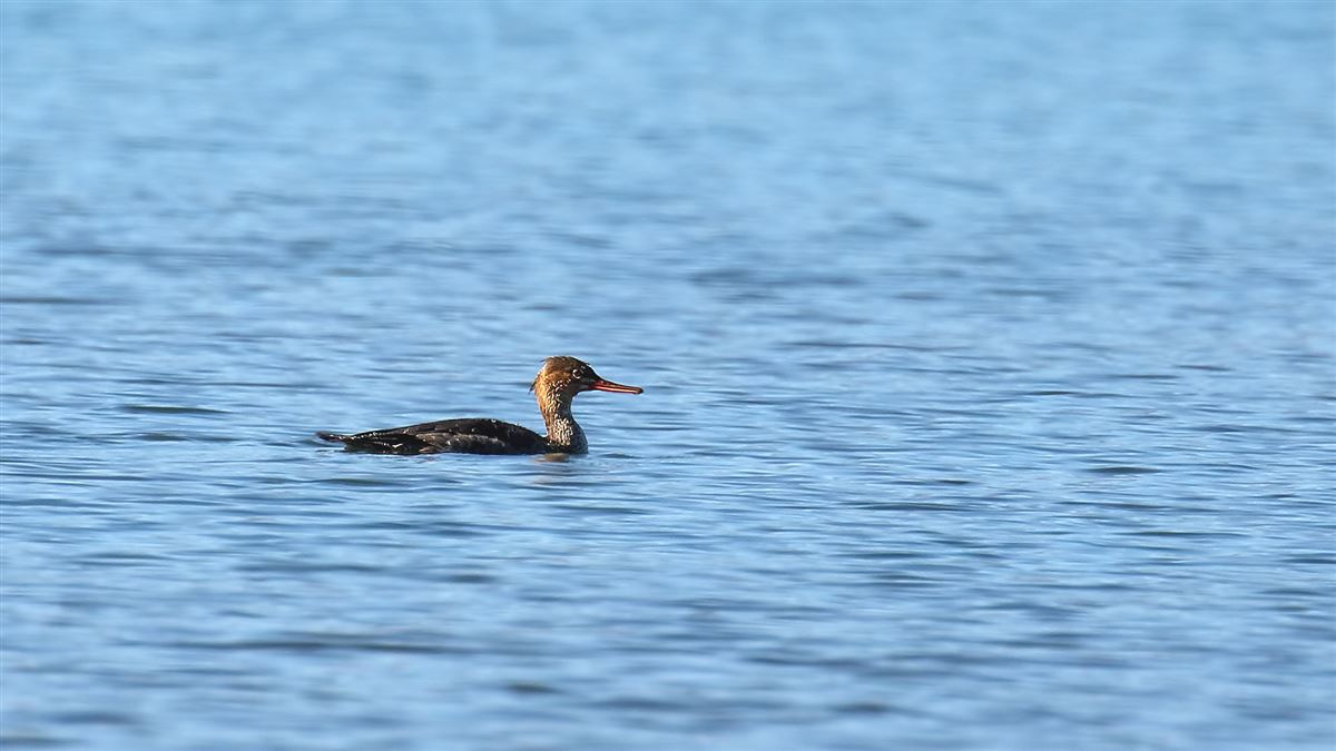 Red-breasted Merganser