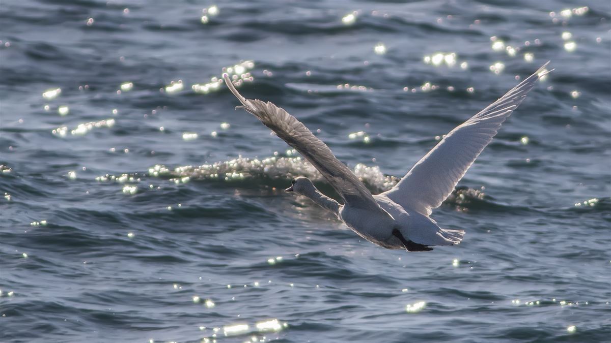 Mute Swan