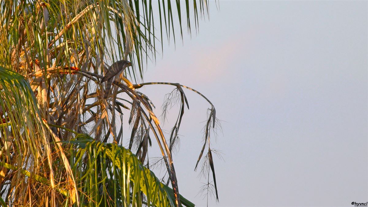 Eurasian Sparrowhawk