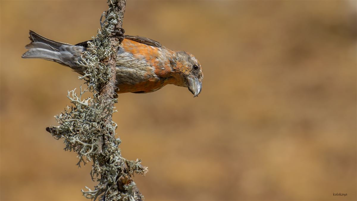 Red Crossbill