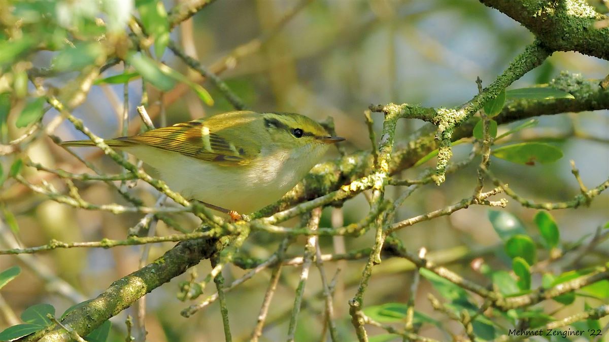 Pallas`s Leaf Warbler