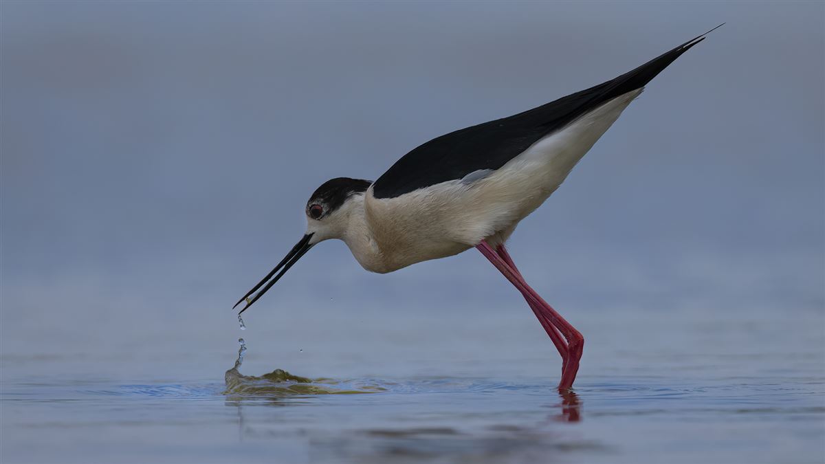 Black-winged Stilt