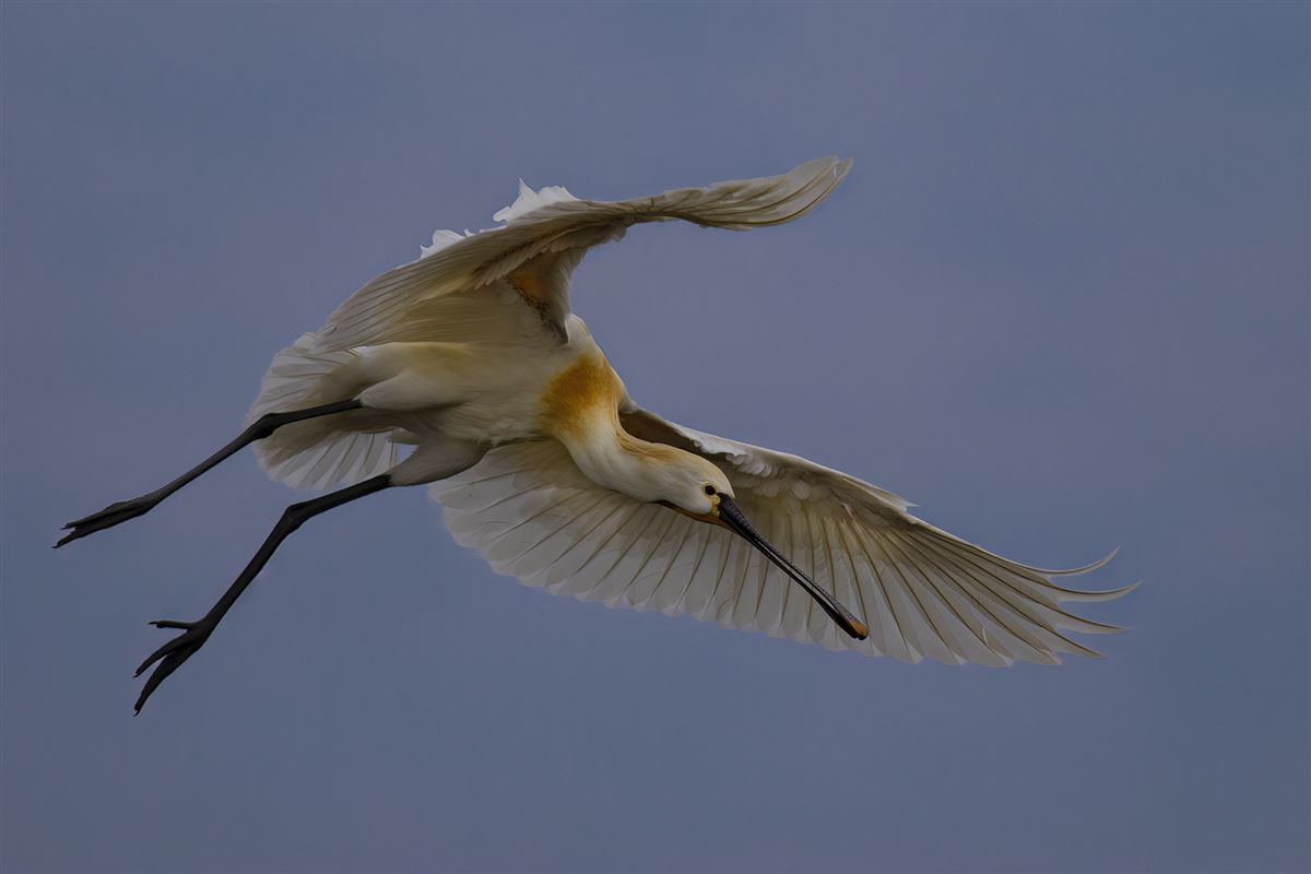 Eurasian Spoonbill