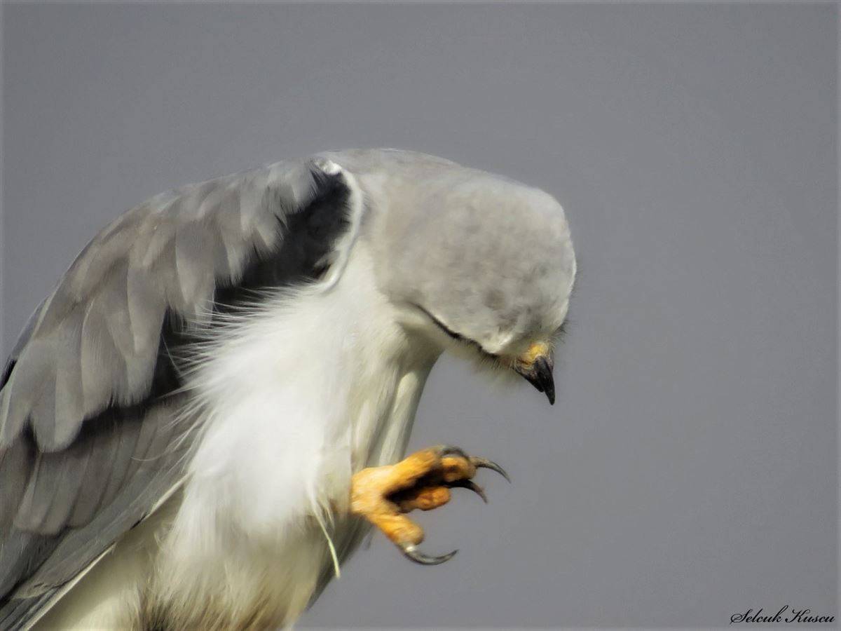 Black-winged Kite
