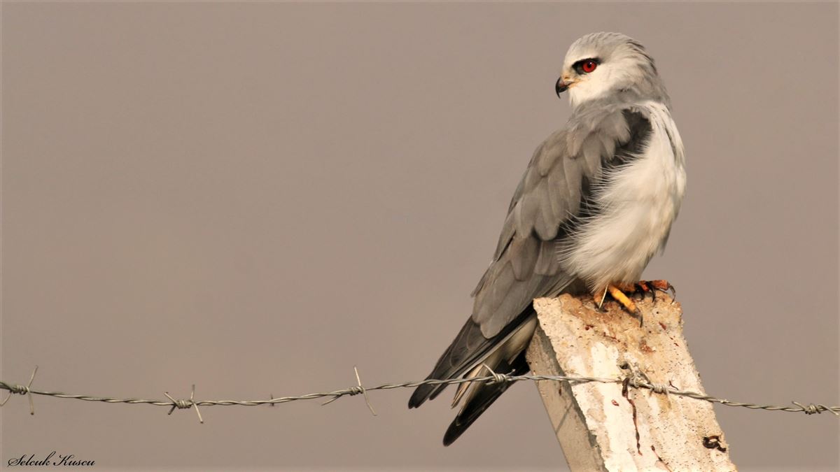 Black-winged Kite